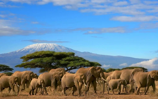 Our Top Destinations - Kenya | Amboseli National Park