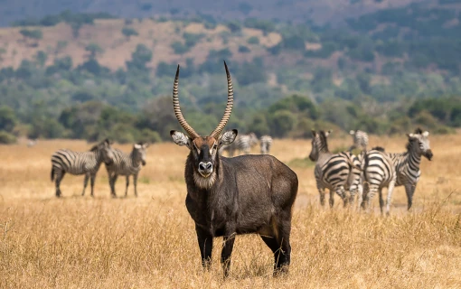 Our Top Destinations - Rwanda | Akagera National Park