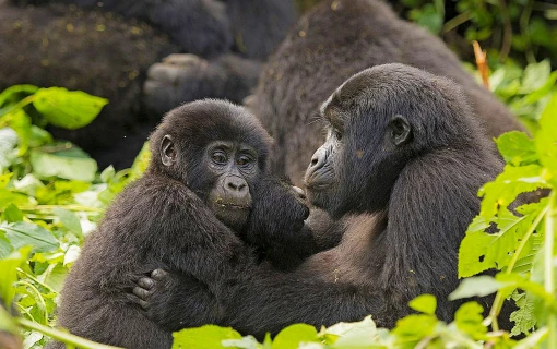 Our Top Destinations - Uganda | Bwindi impenetrable National Park